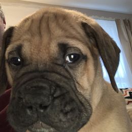 Bullmastiff Puppies from Curnwood’s Bullmastiff’s
