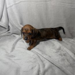 Nala - Dapple female Dachshund puppy in El Mirage, Arizona from Topstar Doxies