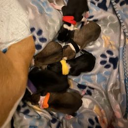 Basenji Puppies from Freecloud Basenji
