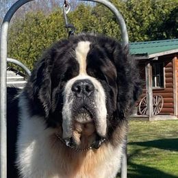 Kodak - Saint Bernard
