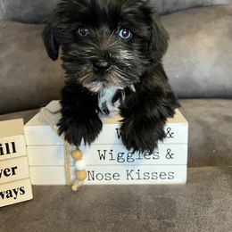 Lady - 2 blue eyes - Black female Miniature Schnauzer puppy in Stuart, Iowa from Johnson Family Corgis and more