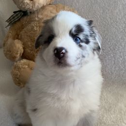 Australian Shepherd Puppies from Bedtime Story Australian Shepherds