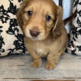 Yellow collar - Cream male Dachshund puppy in Cherry Valley, California from Sugar and Spice Dachshunds