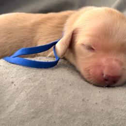 Blue boy  pumpkin - Cream male Dachshund puppy in Cleburne, Texas from Powers English Springer Spaniels