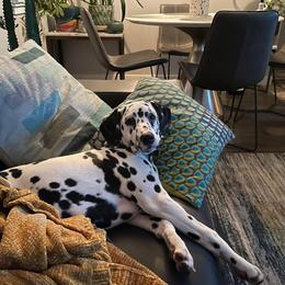 Dalmatian All Grown Up from Rosais Acres LLC