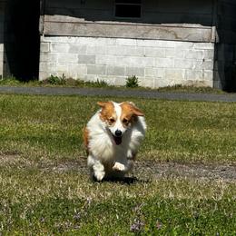Valentino - White and red male Pembroke Welsh Corgi puppy in Saint George, South Carolina from Carolina cotton candy corgis