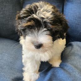 Rowan of Coast2Coast Cotons - Black female Coton de Tulear puppy in San Diego, California from Coast2Coast Cotons
