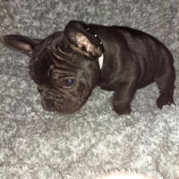 French Bulldog Puppies from Absolute Frenchie Connection