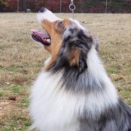 Uno - Australian Shepherd