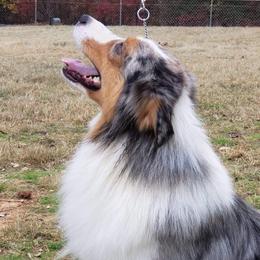 Uno - Australian Shepherd