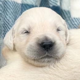 West - Light golden male Golden Retriever puppy in Watkins, Colorado from Brightside Goldens