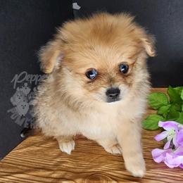Pepper's Long Shot - Archer - Blue merle male Pomeranian puppy in Plant City, Florida from Pepper's Pomeranians