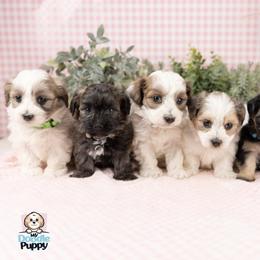 Maltipoo puppies from My Doodle Puppy