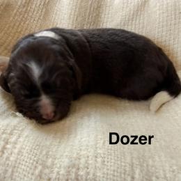 Dozer - White and brown male Newfoundland puppy in Goodhue, Minnesota from Claypits Newfoundlands