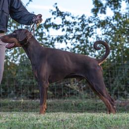Doberman Pinscher puppies from Dutton Dog Co & Dalla Grazia Doberman