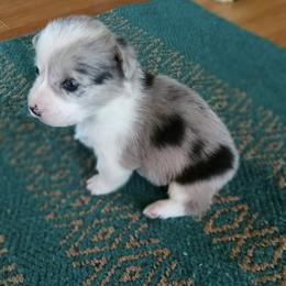 Elsa - Blue merle and white female American Corgi puppy in Plattsmouth, Nebraska from Moonlit Ranch