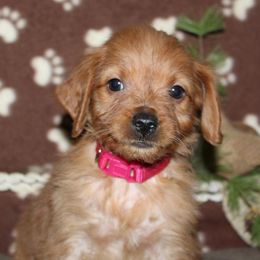 Goldendoodle Puppies from Mustard Seed Ranch Goldendoodles