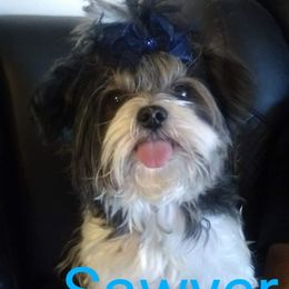 Sawyer - Biewer Terrier