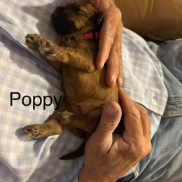 Poppy pink collar - Brown female Whoodle puppy in Pima, Arizona from Schmidt's K9s