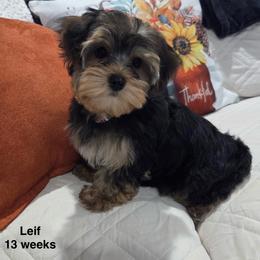 Leif - Black and tan male Yorkshire Terrier puppy in Forest, Virginia from Majestic Touch Kennels and Pet Services