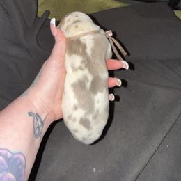 Light pink collar - Harlequin female Great Dane puppy in Loris, South Carolina from Days Danes