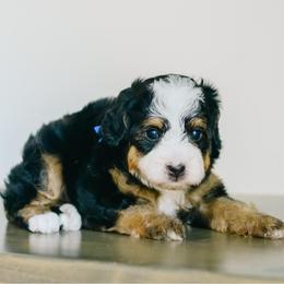 Nick - Tri-color male Bernedoodle puppy in Spanish Fork, Utah from K Brand Doodles