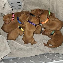 Vizsla puppies from Stoney Creek's Vizslas