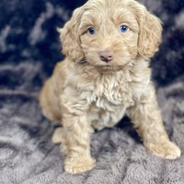 Mercury - DM9049 - Chocolate male Australian Labradoodle puppy in Easley, South Carolina from Royal Diamond Labradoodles