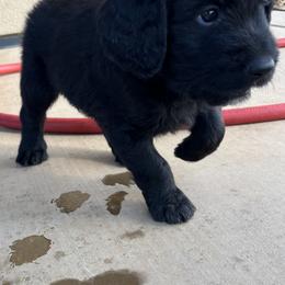 Assorted Doodle Crosses Puppies from Golden Mountain Doodles