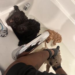 Goldendoodle Puppies from Diverse Nurturing Affectionate Doodle Kennel