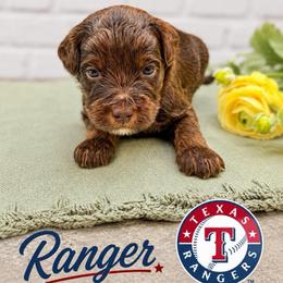 Ranger - Chocolate male Australian Labradoodle puppy in Denton, Texas from Liberty Hill Labradoodles