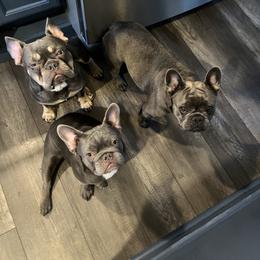 French Bulldog Puppies from The Frenchie Ravine Connection LLC