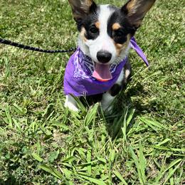Pembroke Welsh Corgi Puppies from S7 Corgis and Chaos