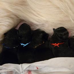 Female1 (LBIW) - Black female Scottish Terrier puppy in Conroe, Texas from Scotch McLaren Terriers