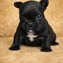 Pepper - Black female French Bulldog puppy in Maplewood, New Jersey from Poos&Bulls Keepsake
