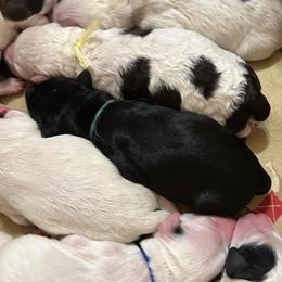 Rickey - Black and white female Portuguese Water Dog puppy in Weston, Idaho from Gro-T Kennels