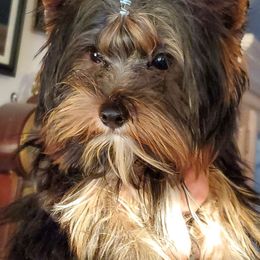 Dachshunds and Yorkshire Terriers from Crown Jewel Kennels
