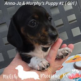 Soleil - Black and tan female Dachshund puppy in Anamosa, Iowa from Melsh Precious Pets