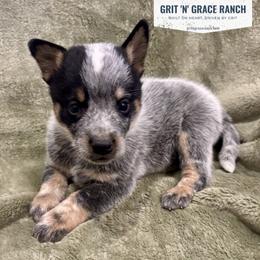Titan - Blue speckled male Australian Cattle Dog puppy in Atwood, Kansas from Grit ‘n’ Grace Ranch