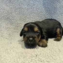 Blue baby boy - Black gold and white male Shorkie puppy in Chipley, Florida from Relentless Homestead