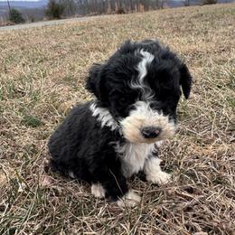 Blue - Black and white male Bernedoodle puppy in Tazewell, Tennessee from Bundren Farms