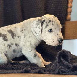 Prada - Silver female Great Dane puppy in Reno, Nevada from Good Dog Danes