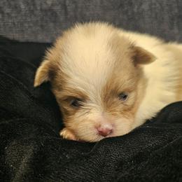 Salem - Orange sable female Pomeranian puppy in West Sacramento, California from Northern Cali Pomskies