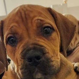 Aleena - Red Boerboel puppy in Naples, New York from Freedom Boerboels LLC