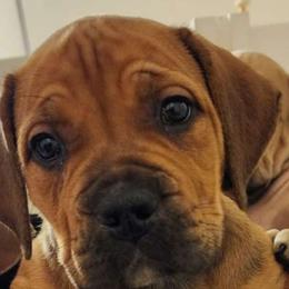 Aleena - Red Boerboel puppy in Naples, New York from Freedom Boerboels LLC