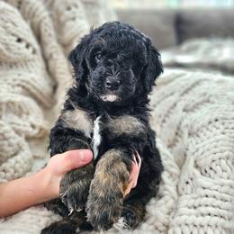 Euphrates - Phantom male Bernedoodle puppy in Marshall, Michigan from Whispering Aspen Homestead
