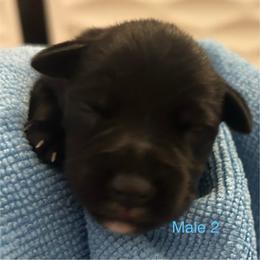 Male 2 - Black male Miniature Schnauzer puppy in Granville, Ohio from Shull Mini Schnauzers