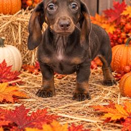 Wyatt - Chocolate and tan male Dachshund puppy in Industry, Illinois from KDKs Kennels