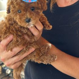 Sandy - Red female Cavapoo puppy in Utah County, Utah from Cascade Springs Doodles