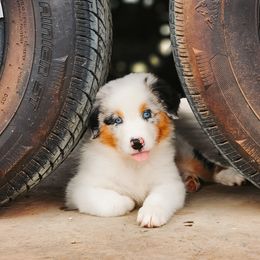 Australian Shepherd Puppies from River Reign Australian Shepherds
